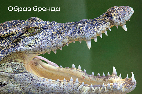 Rokodil-image-55808