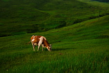 Primemilk-image-55235 Primemilk-image-55235