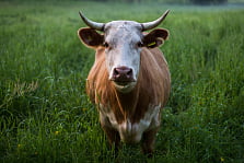 Primemilk-image-55236 Primemilk-image-55236